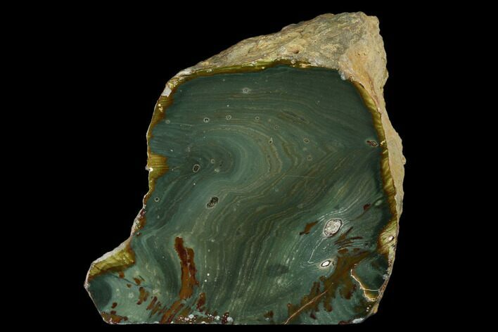 Polished, Gary Green (Larsonite) Petrified Wood - Oregon #180188